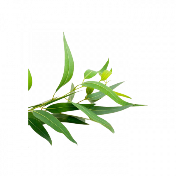 EUCALIPTO HOJAS NATURALES Vega Delivery