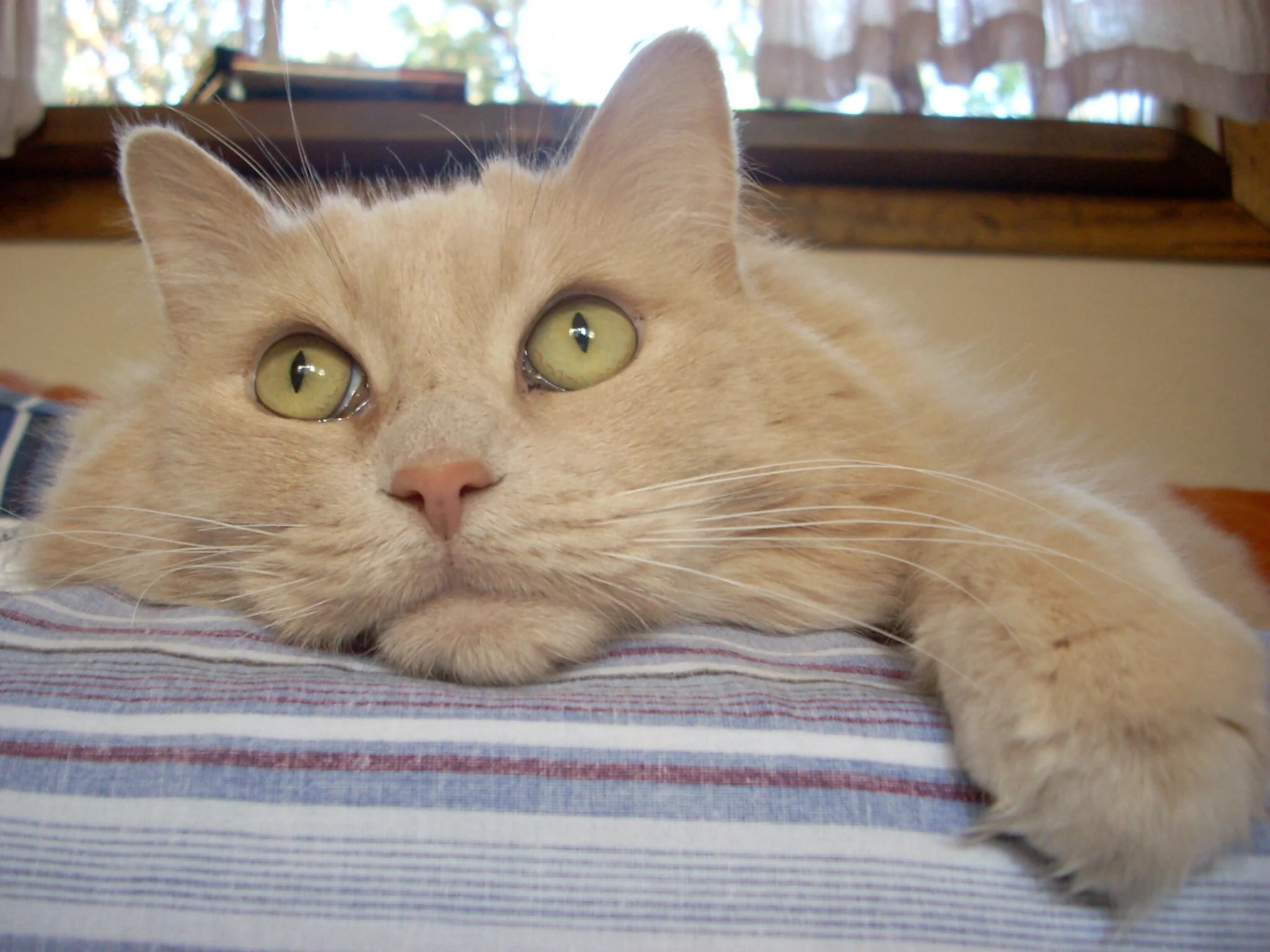 Are Vegetarian Diets For Cats And Dogs Safe