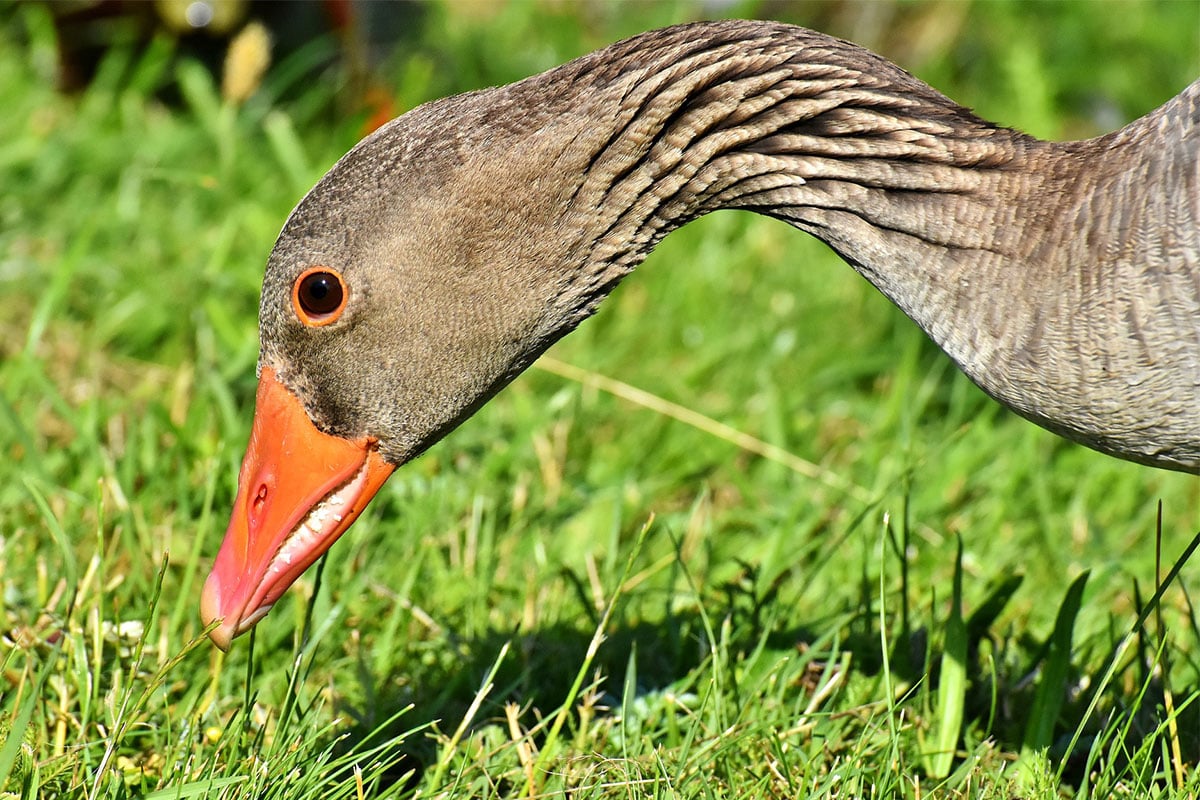 Vegan Apparel Belts, Shoes, and Clothing