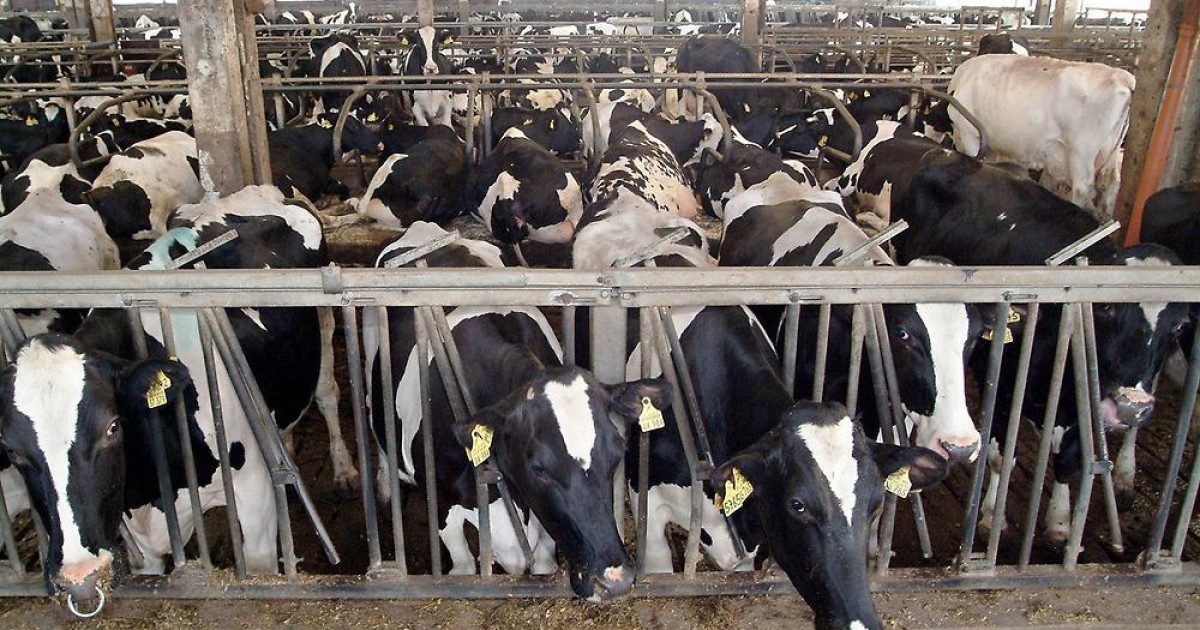 Factory farming Vegan Base Camp