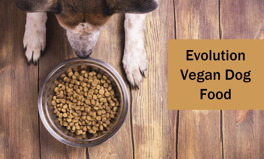Best Vegan Dog Food 2023 ( Safe & Nutritious?)