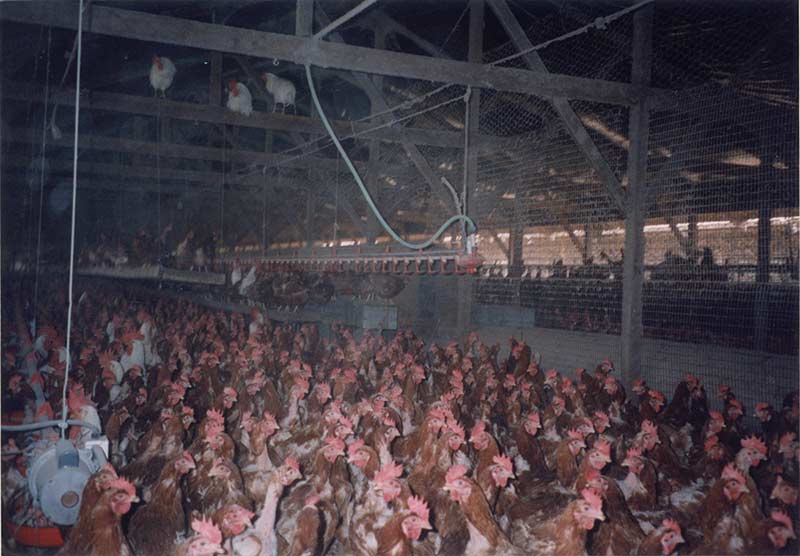 Free Range Farms Vegan Outreach