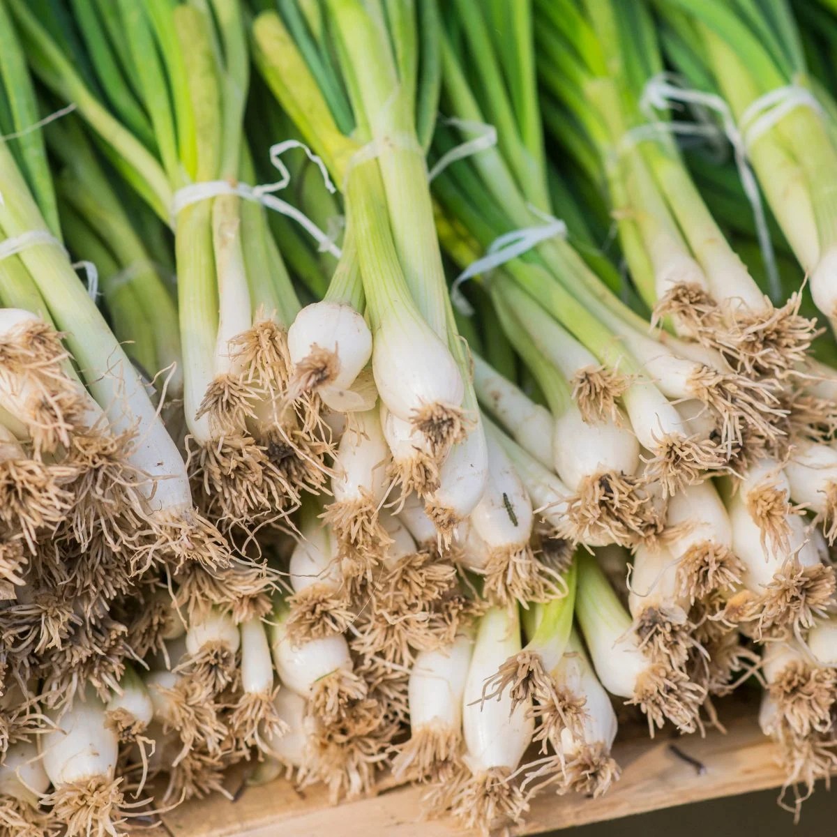 The 9 Best Spring Onion Substitutes for Any Occasion Vegan Punks