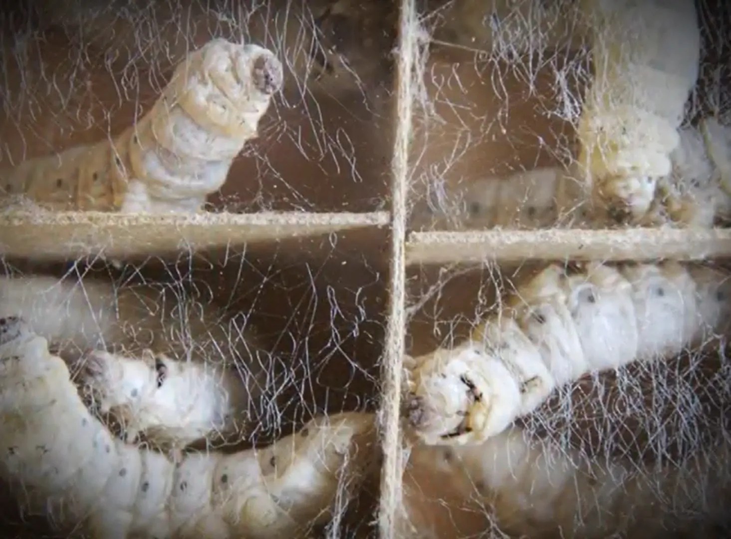 Vegan Rising SILKWORMS USED FOR THEIR COCOONS