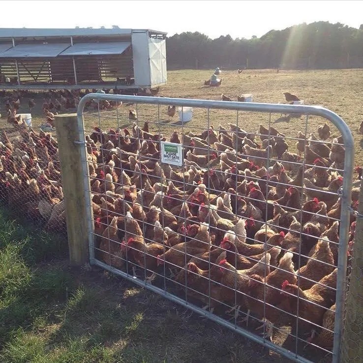 Vegan Rising Chickens eggs from smallscale, pastureraised systems