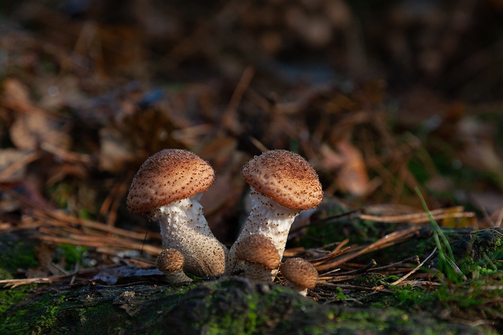 Study Finds Mushrooms Lower The Risk Of Depression Vegan's Bay