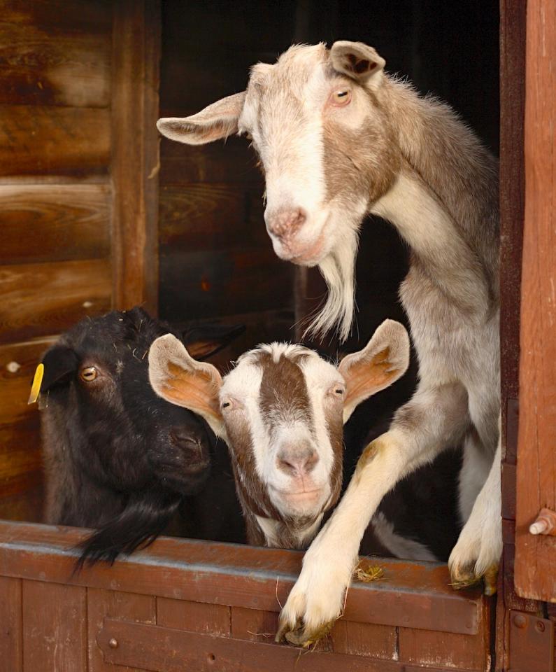 Definition of veganism The Vegan Society