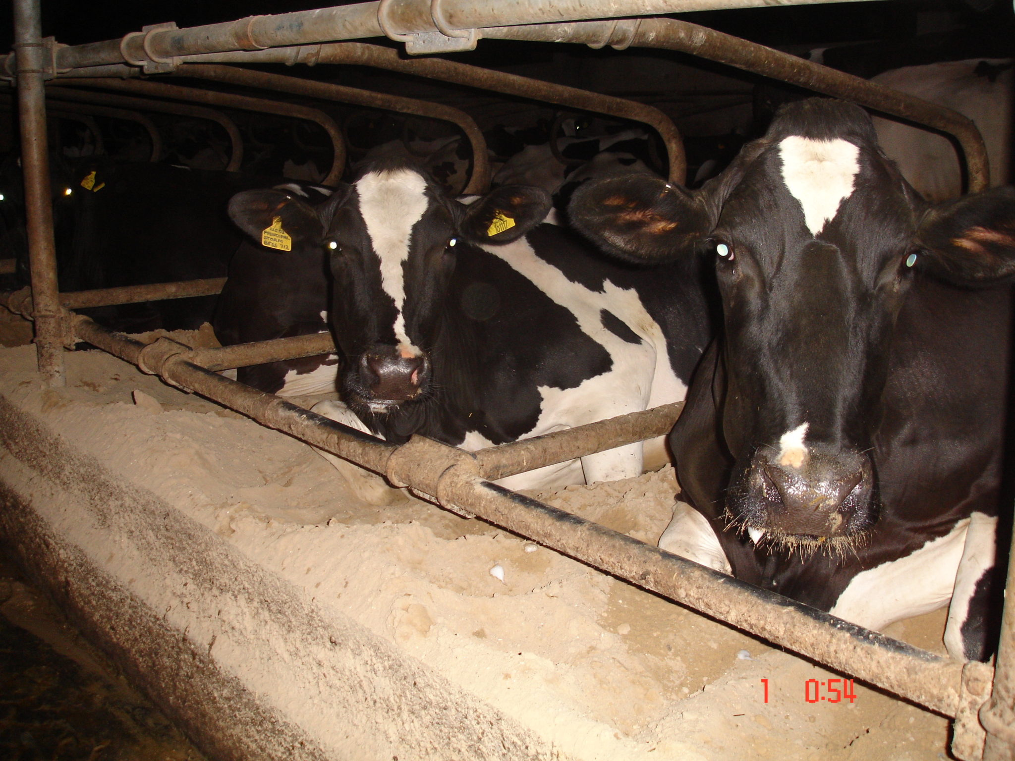 Farmed Cows and the Cattle Industry The Reality Veganuary