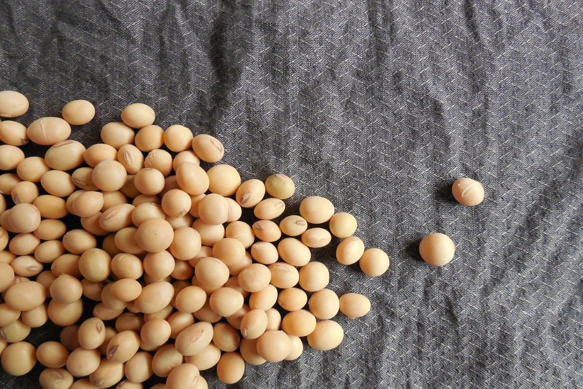 Does Soya Give You Cancer? Veganuary