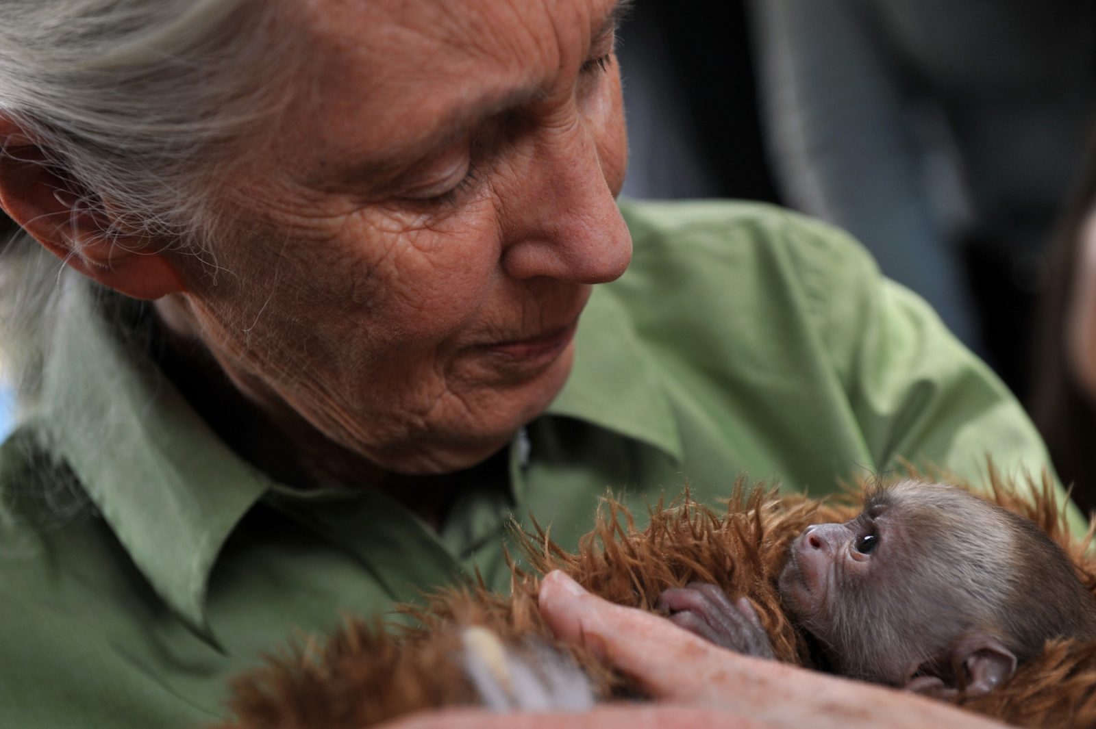 Jane Goodall completa 85 anos Vegazeta(020)