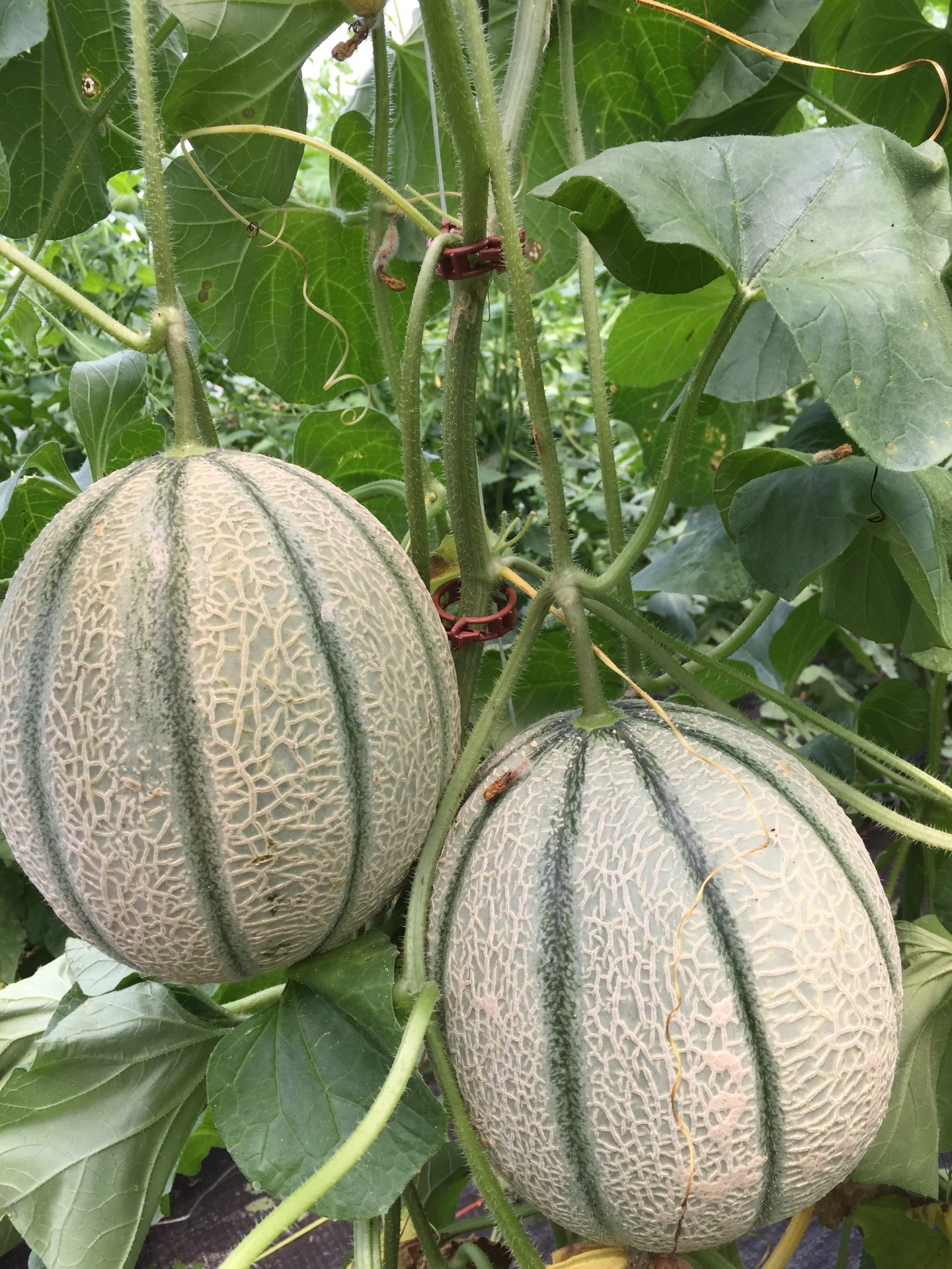 High Tunnel Evaluation of VerticallyGrown Cantaloupe and Galia Melon