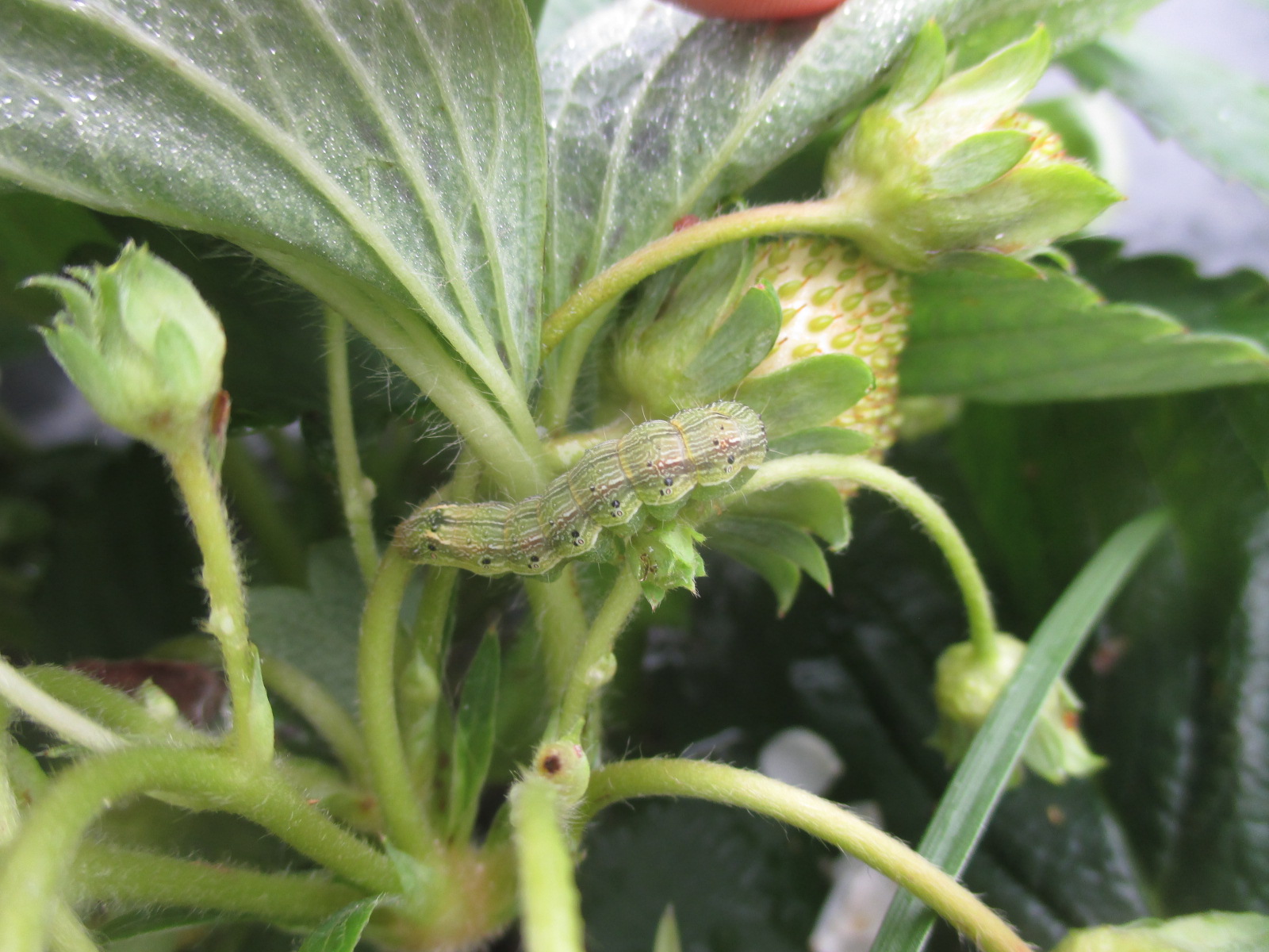 Strawberry Insect Pest Update Purdue University Vegetable Crops Hotline