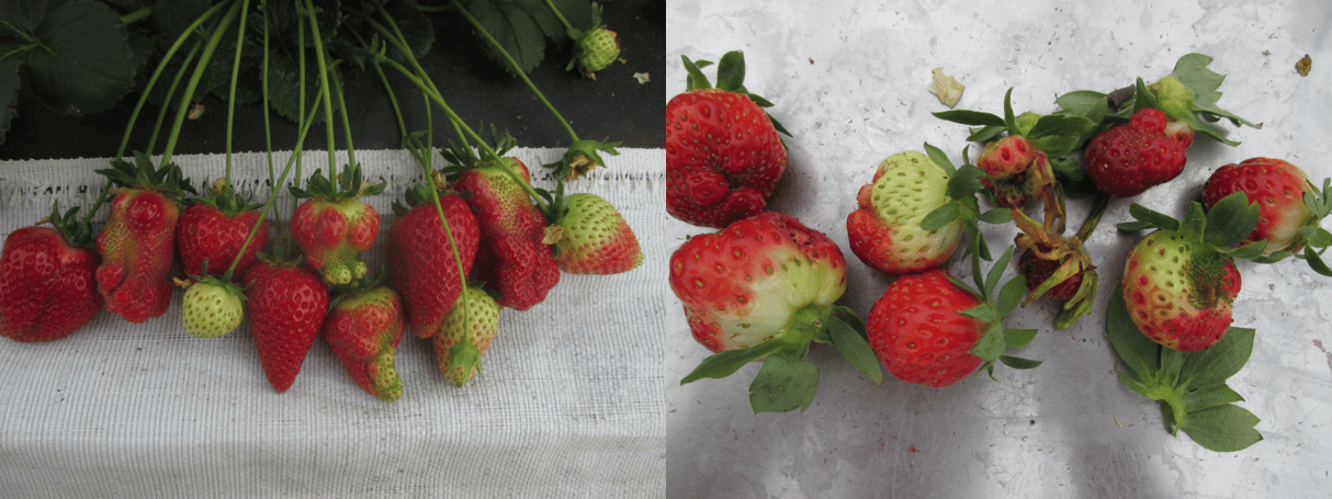 Abiotic Factors may Cause Deformed Strawberry Fruit Purdue University
