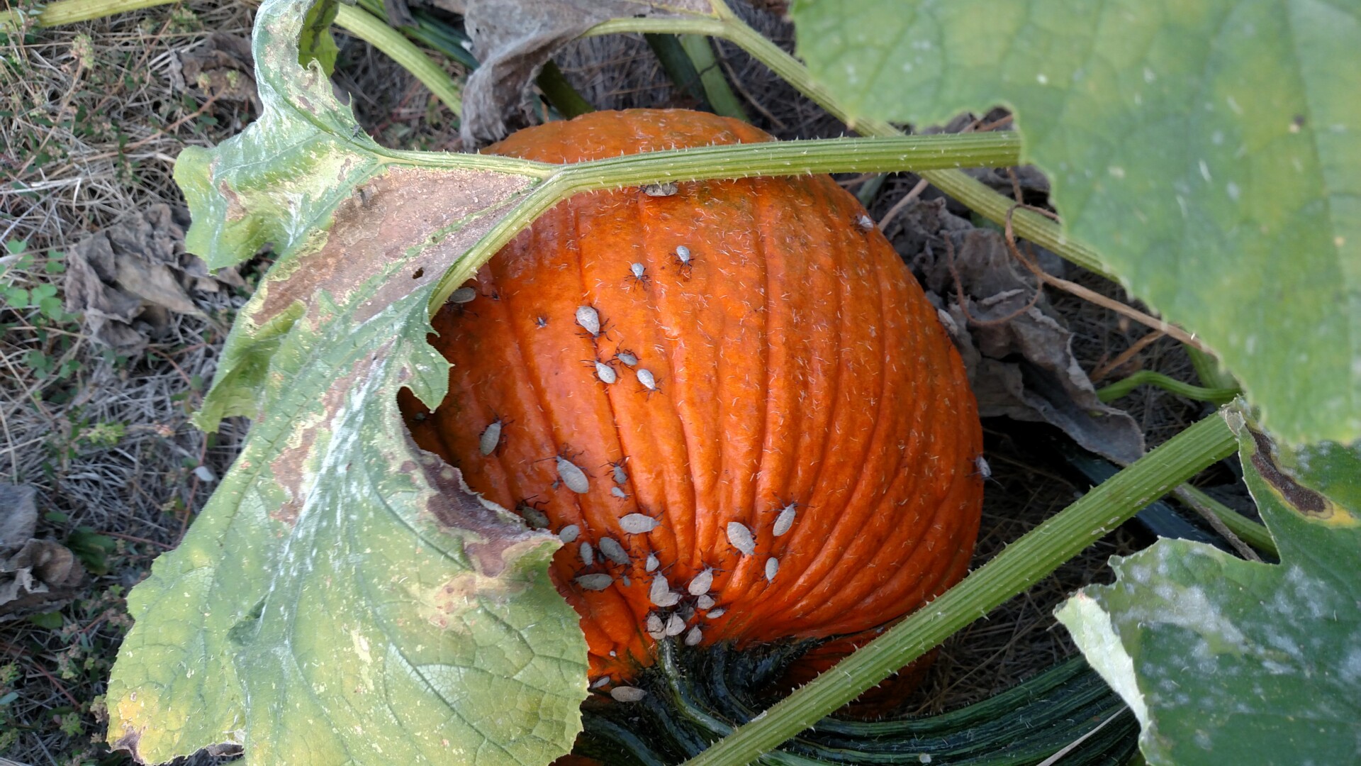 Inspirational Insects That Eat Squash Plants Ideas