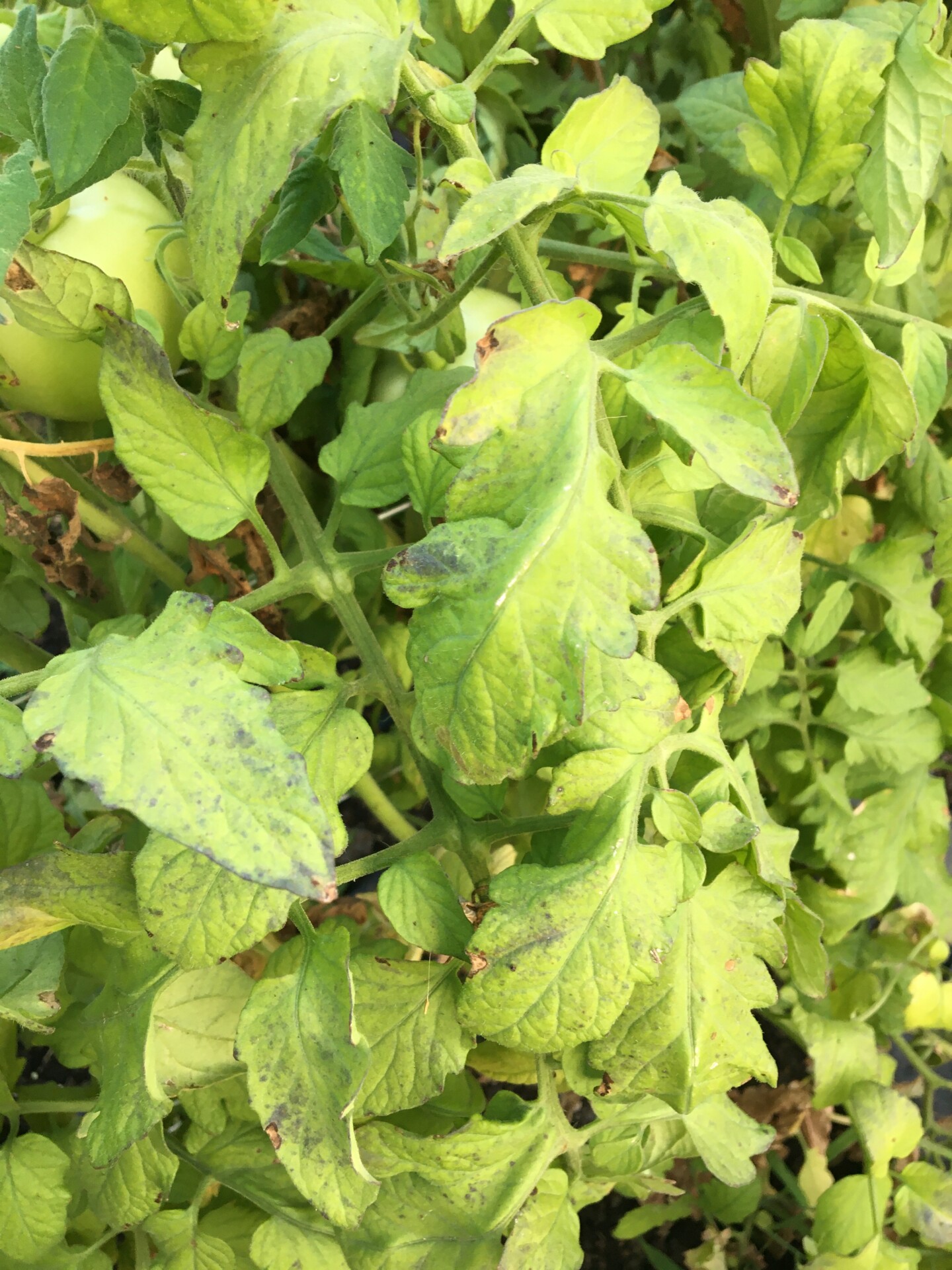 Plants Recovering from Waterlogging Damage Purdue University