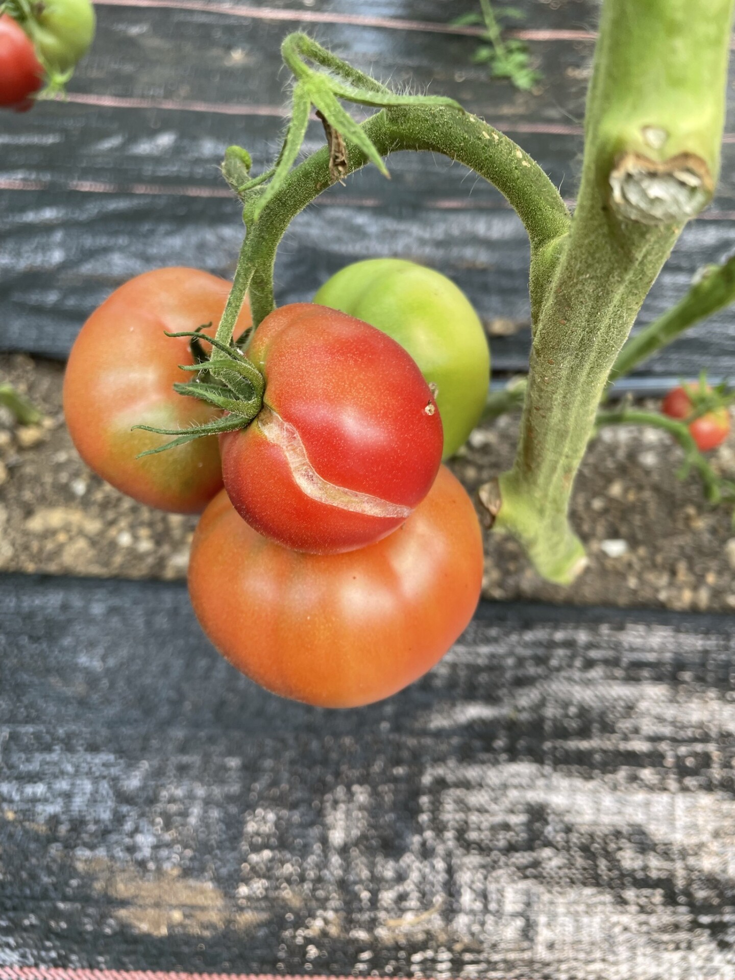 Cracking Tomatoes Purdue University Vegetable Crops Hotline
