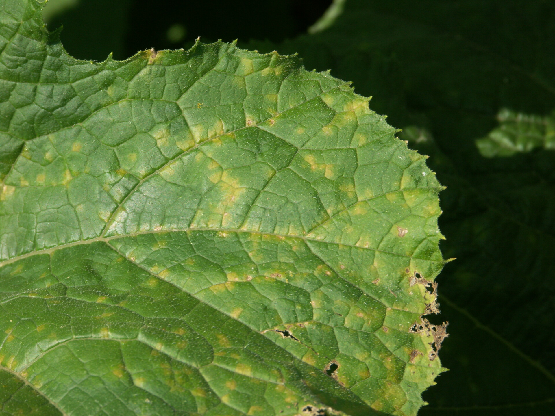 Downy mildew of Pumpkin What to Look for Purdue University Vegetable