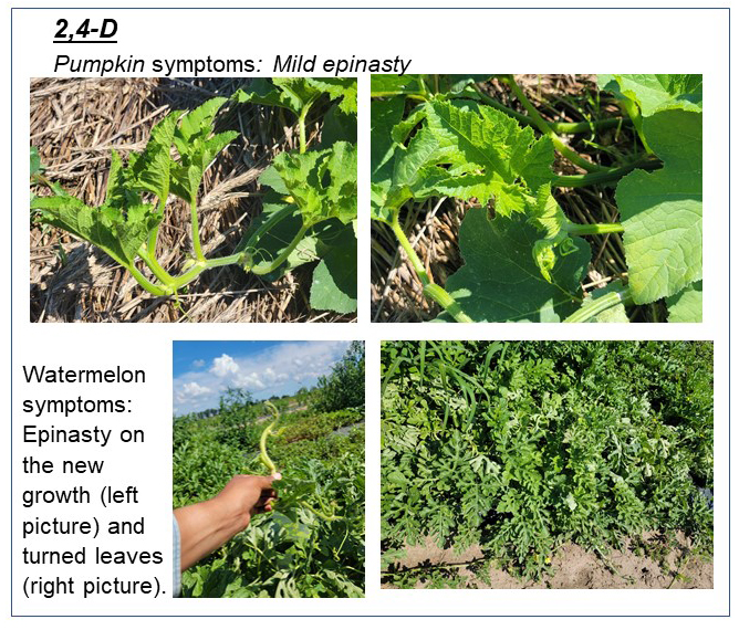 Pumpkin and Watermelon Herbicide Injury Symptoms In Photos Purdue