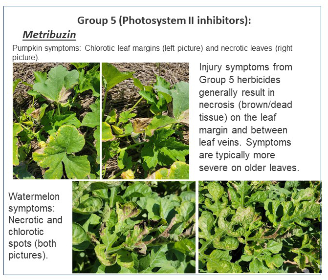 Pumpkin and Watermelon Herbicide Injury Symptoms In Photos Purdue