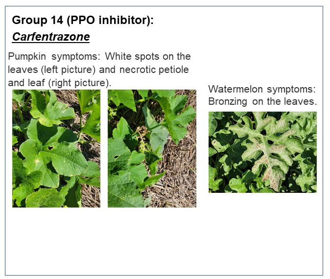 Pumpkin and Watermelon Herbicide Injury Symptoms In Photos Purdue