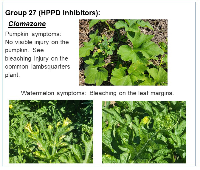 Pumpkin and Watermelon Herbicide Injury Symptoms In Photos Purdue