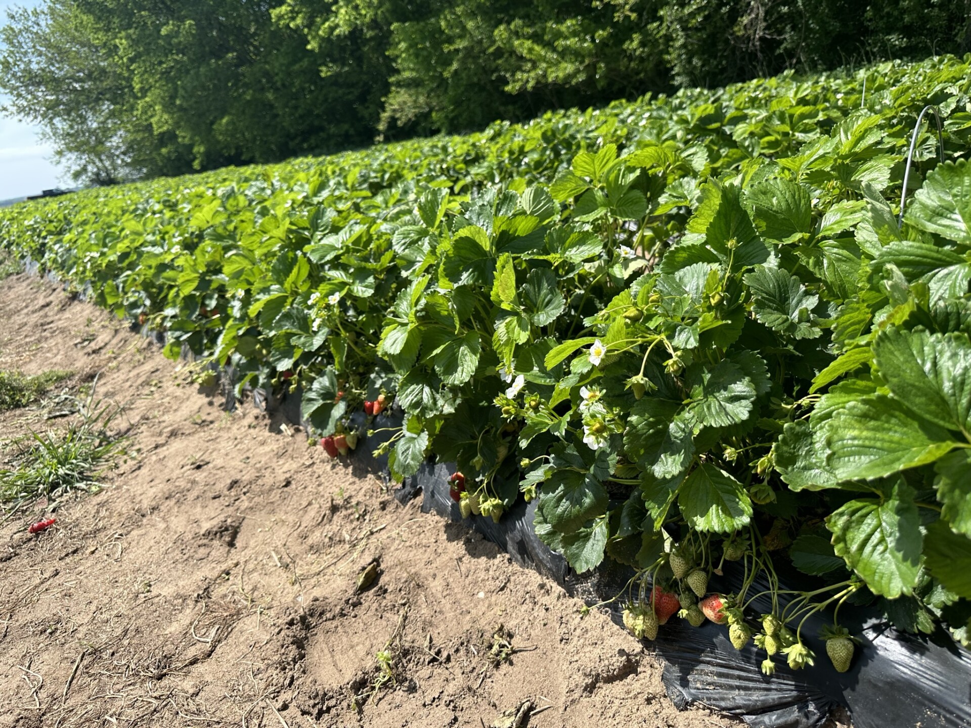 Strawberry Plug Production at KubePak Purdue University Vegetable