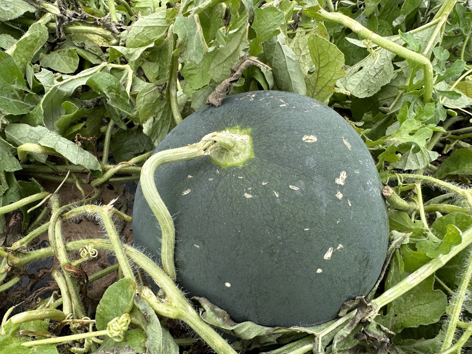 Watermelon Recovery from Hail Damage, Suggestions from Bob Hochmuth