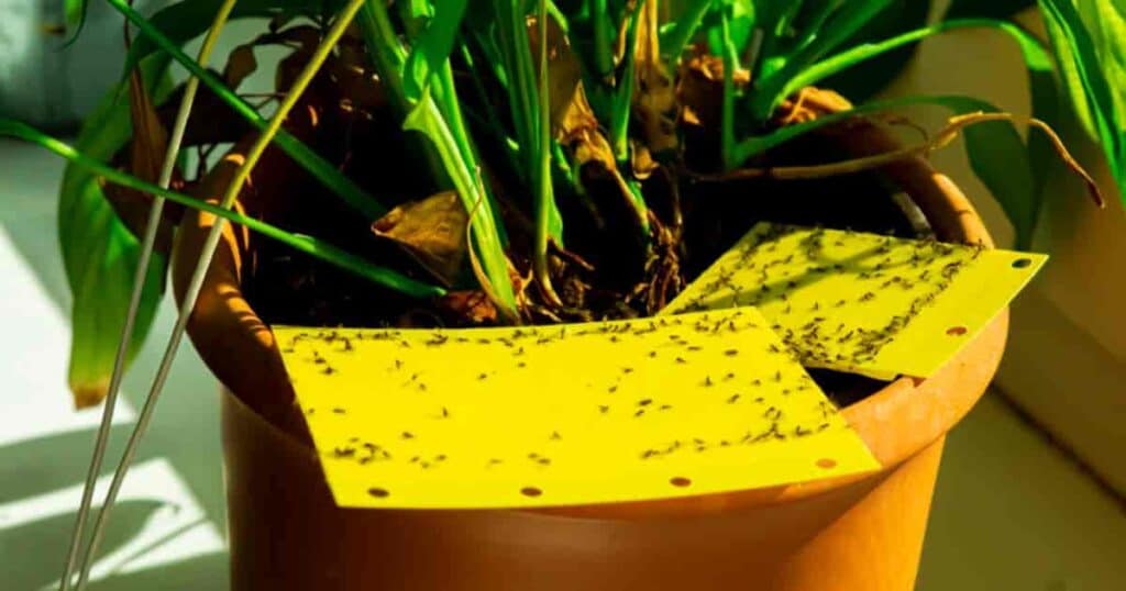 What Attracts Gnats How To Eliminate and Prevent Infestation