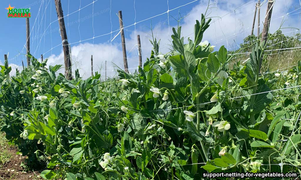 What is support netting or trellising netting? Vegetable Support Net