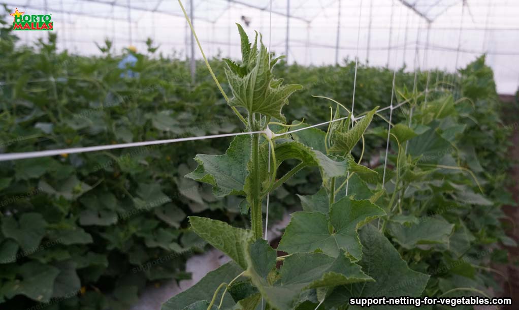 What is support netting or trellising netting? Vegetable Support Net