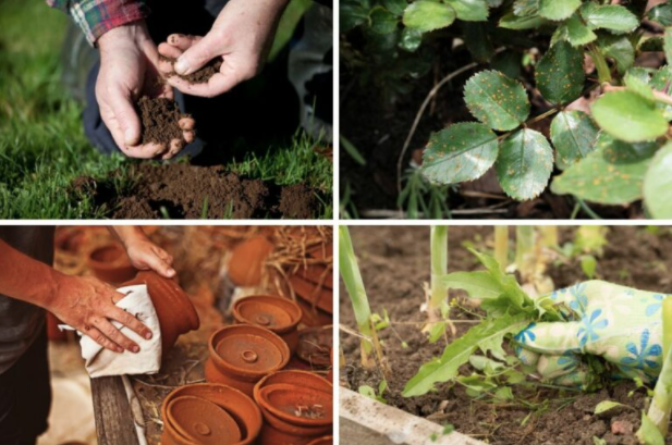 White Vinegar Is A Gardener’s Best Friend. Here Are 11 Clever Uses in