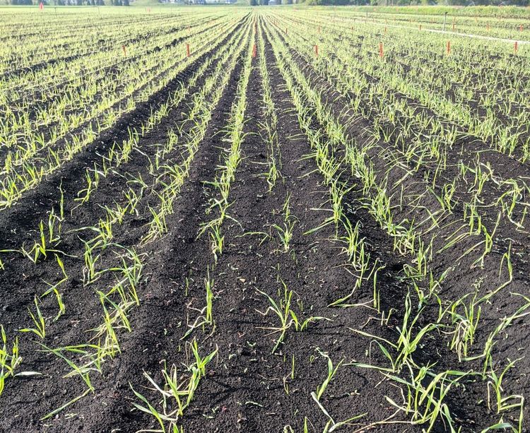 Onion weed control during cold weather requires attention to detail