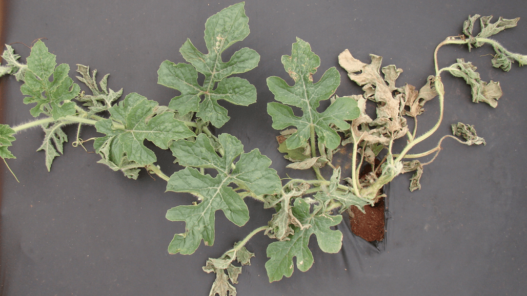 Fusarium Wilt of Watermelon 2021 Vegetables West Magazine