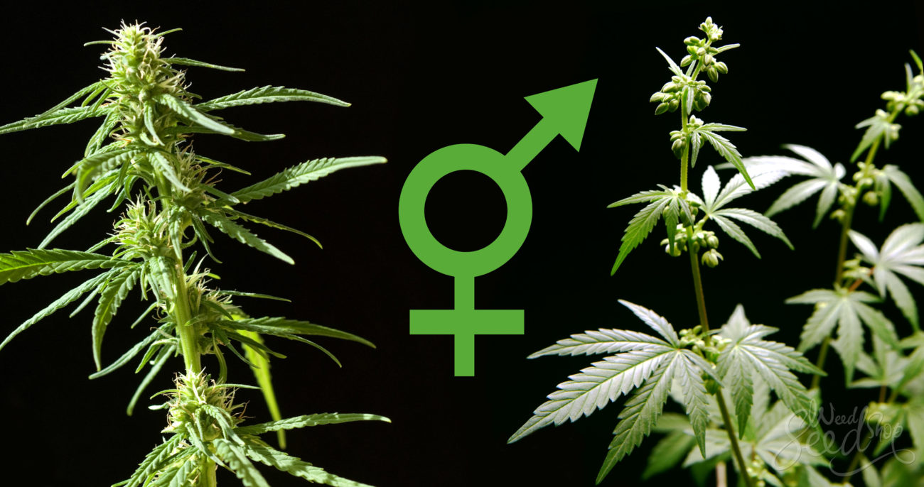 Todas las diferencias Marihuana femenina y masculina Blog