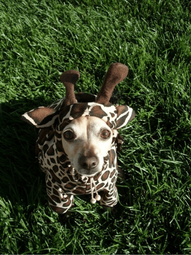 Top 10 Halloween Dog Costumes (2014)
