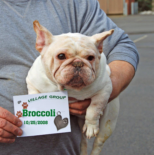 Vegetarian StarMartha Stewart Talks French Bulldog Rescue On Blog