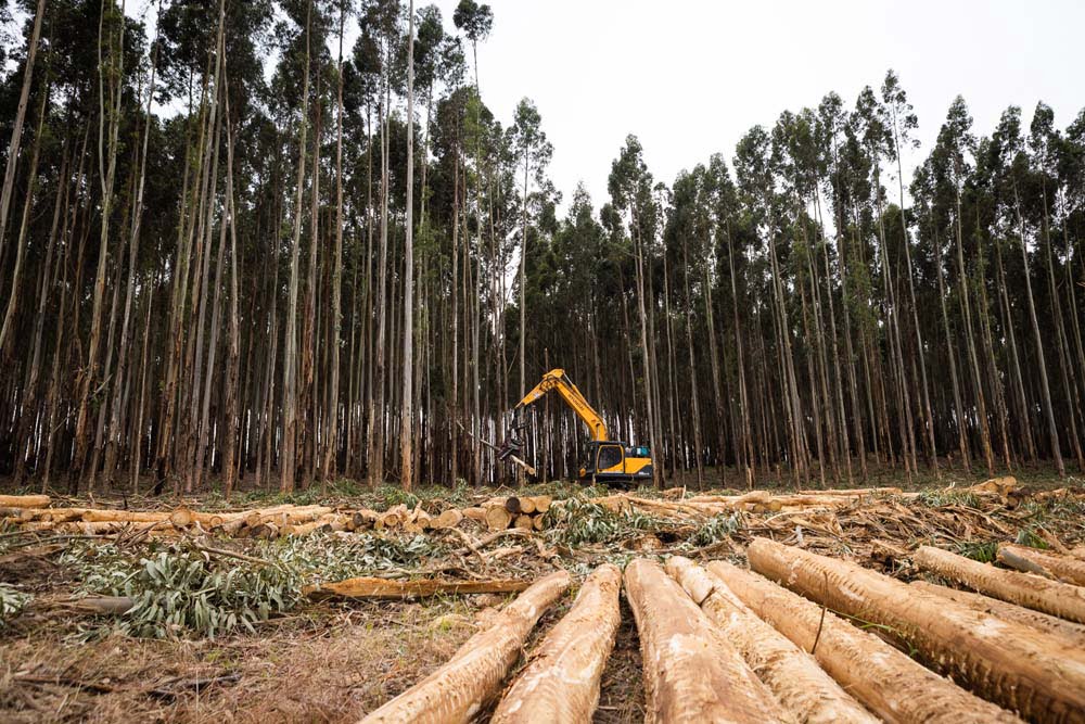 Large Scale Harvesting Mechanical Vegetation Solutions