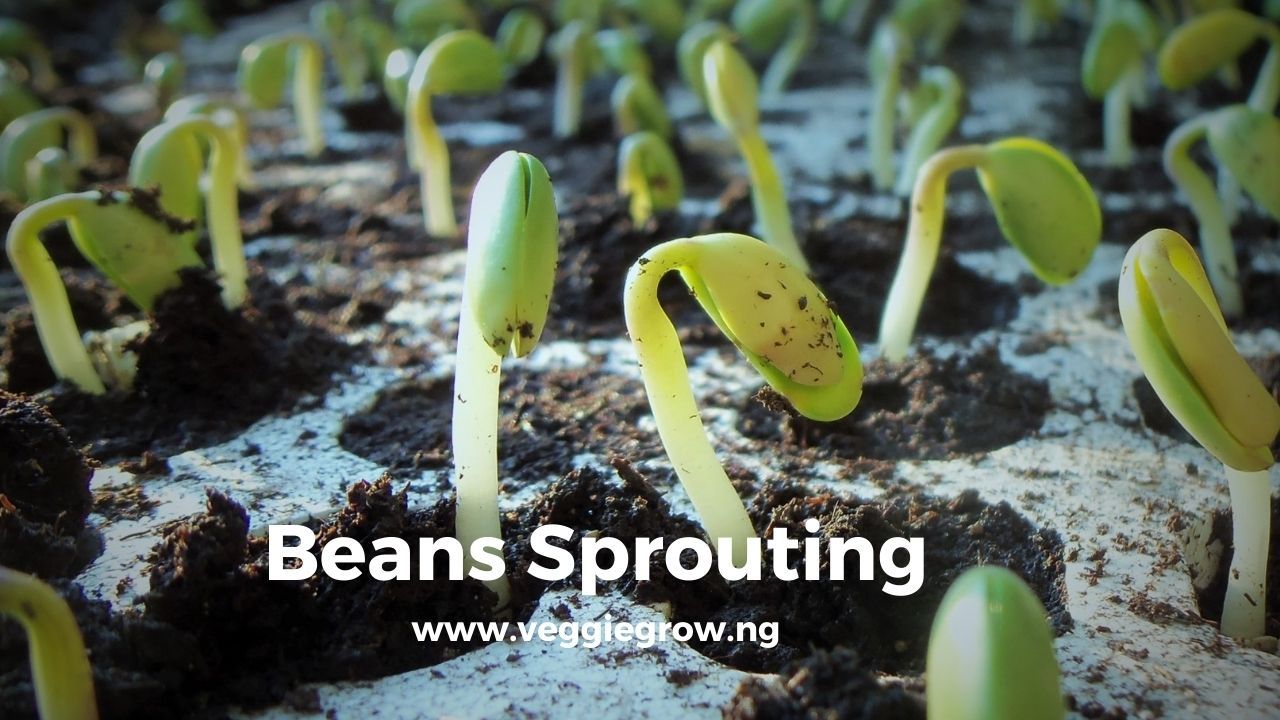 Beans Farming in Nigeria An Ultimate Guide on How to Grow Beans Veggie Grow