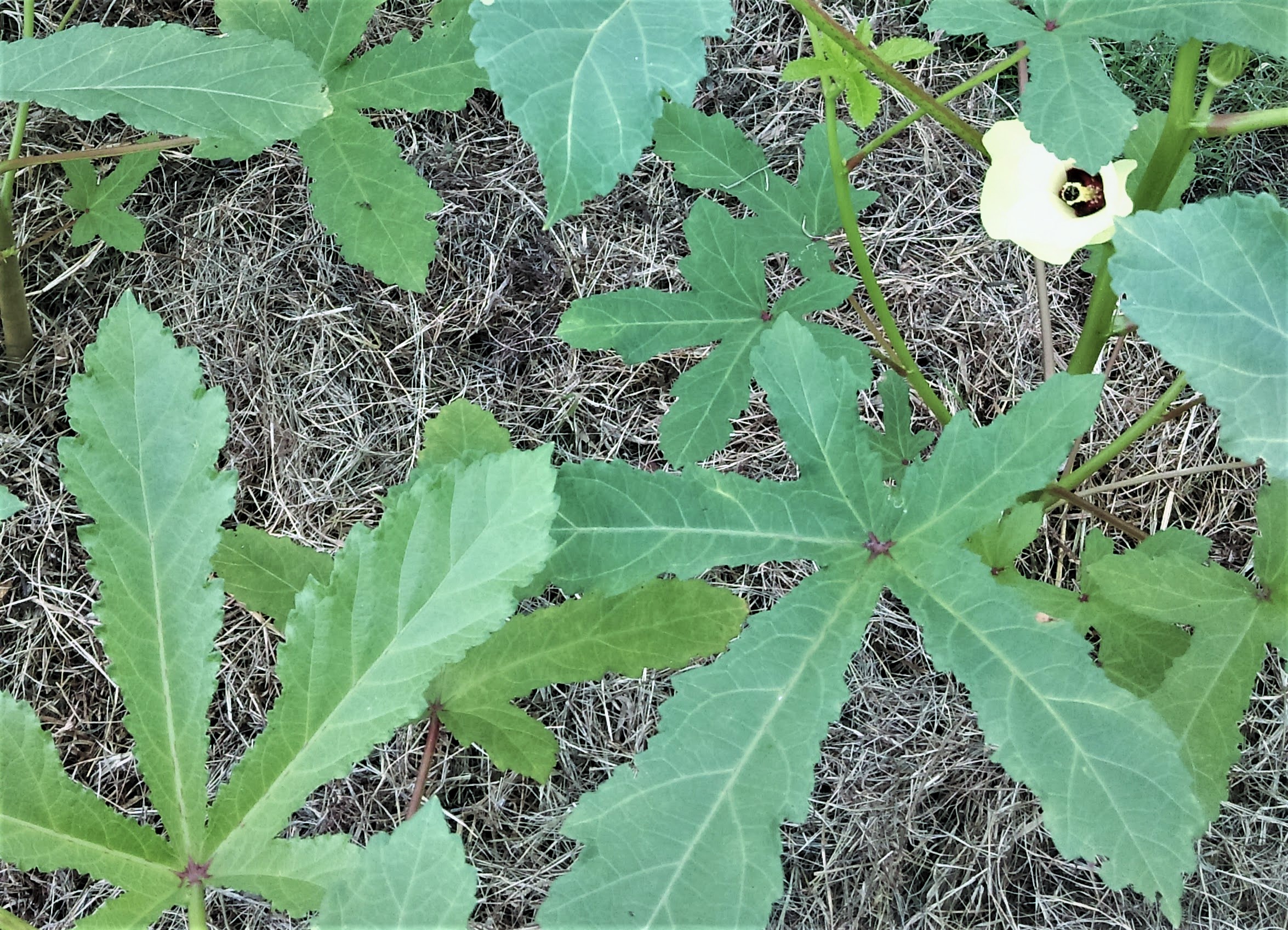 How to Mulch your Vegetable Garden with Grass Clippings Veggies Grow