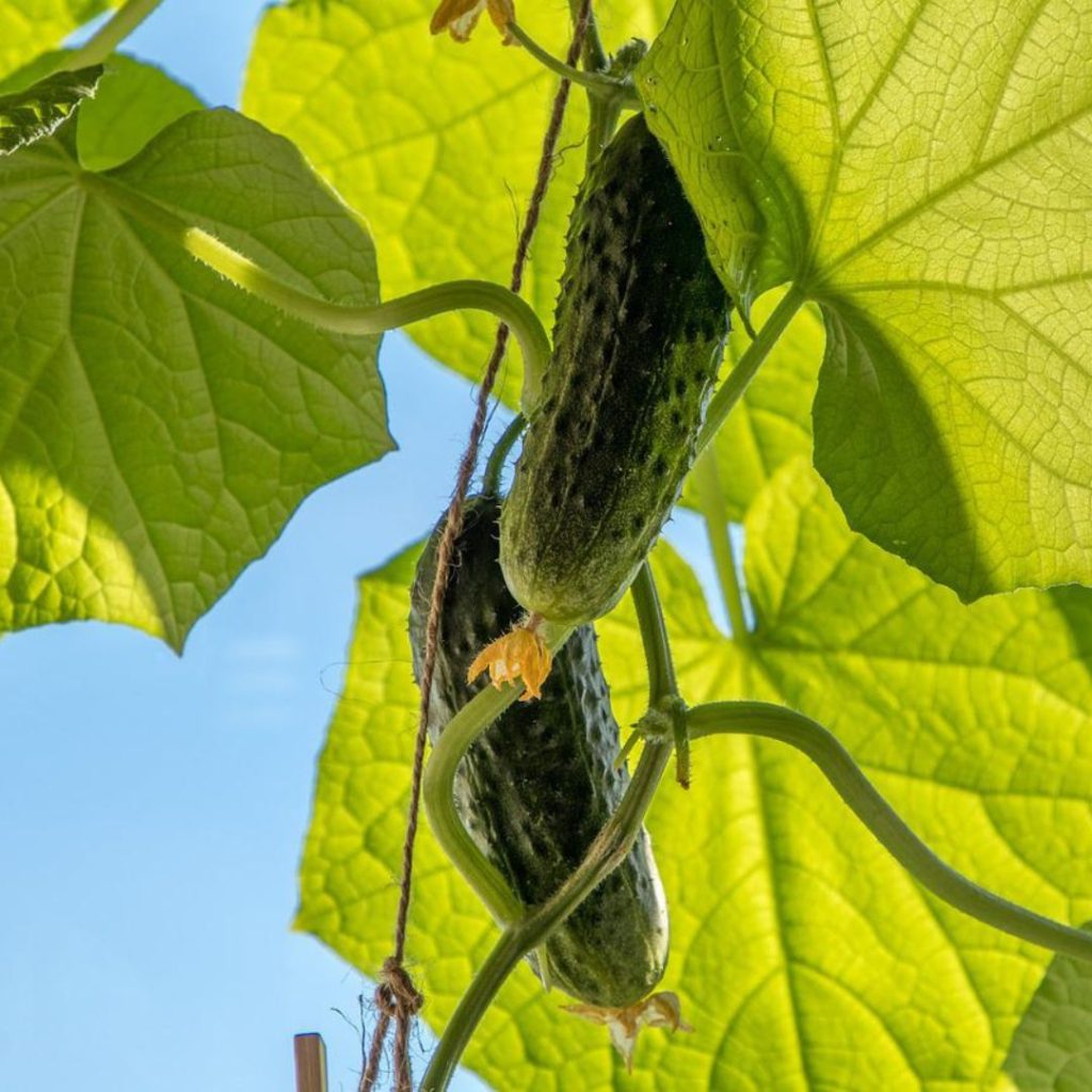 Cold hardiness of vegetable plants and why it matters Veggies Grow