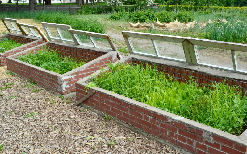 Using cold frames to grow the best possible cold weather vegetable