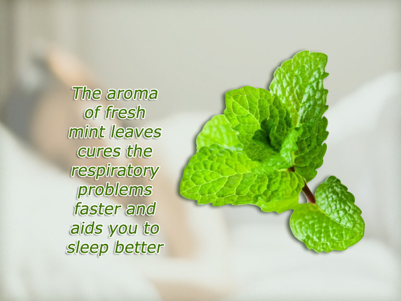 Best Veggies to Eat Before Going to Sleep Veggies Info