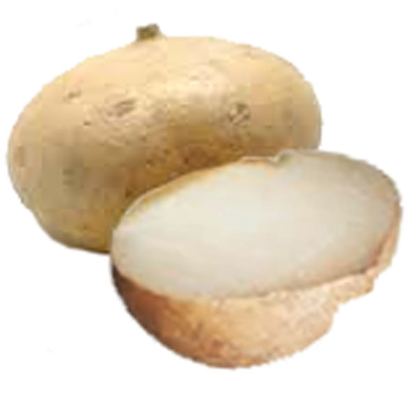 Lista 94+ Foto Como Se Dice Jicama En Ingles Alta Definición Completa, 2k, 4k