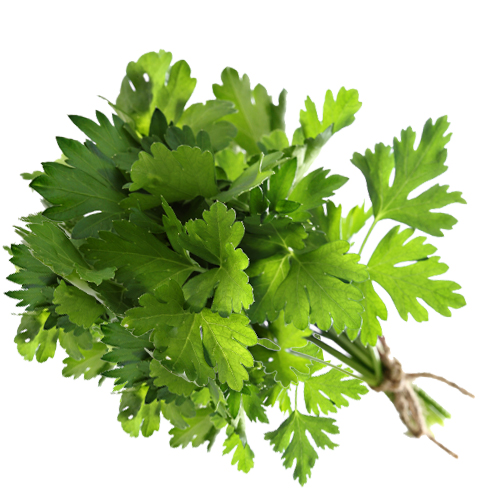 Nutrition Guide and its Healthy Properties Parsley Veggies Info