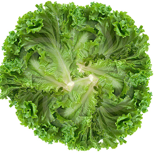 lettuce2 Veggies Info Veggies Info