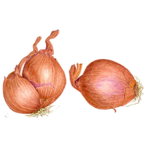 Shallot Nutrition Guide and Health Properties Veggies Info