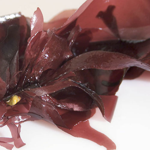 Dulse Aspects And Its Health Benefits Veggies Info