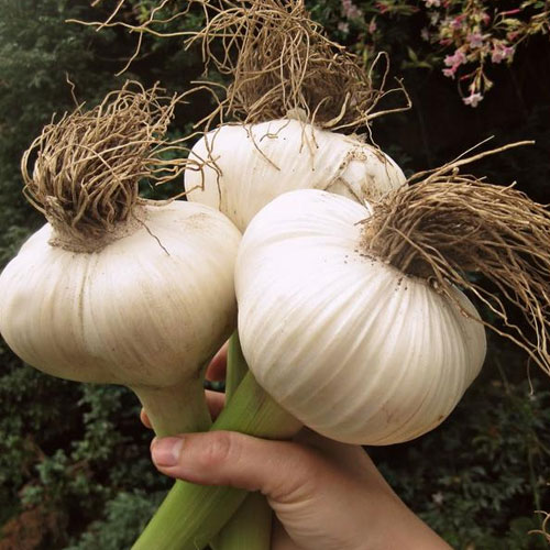 Elephant Garlic Aspects And its Uses Veggies Info