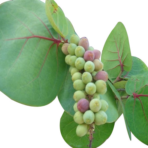 Sea Grape Origin Properties And its Health Benefits Veggies Info