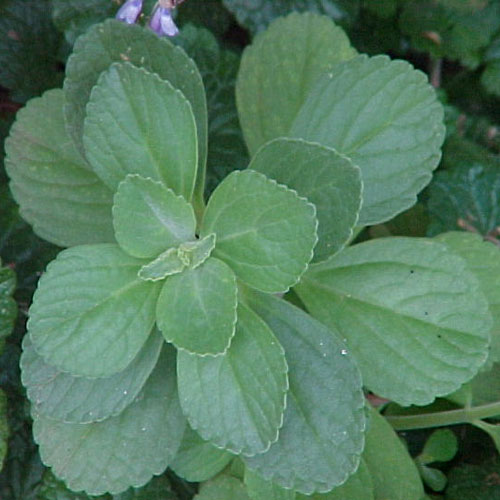 Boldo And Its Unknown Medicinal Values Veggies Info